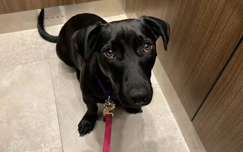 Fazemos o melhor por nossos amigos de 4 patas